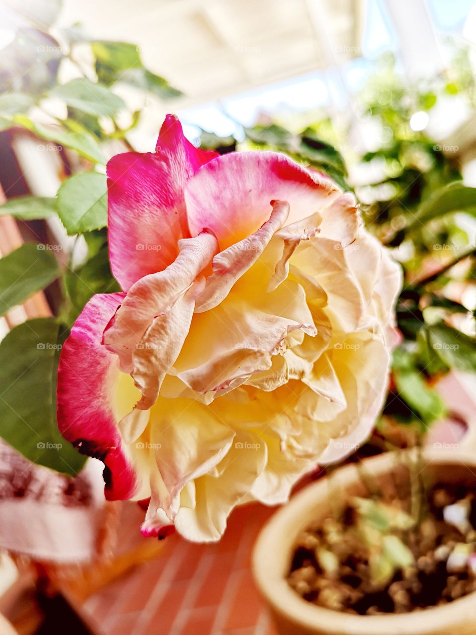 Close up of a 2 tone rose in garden