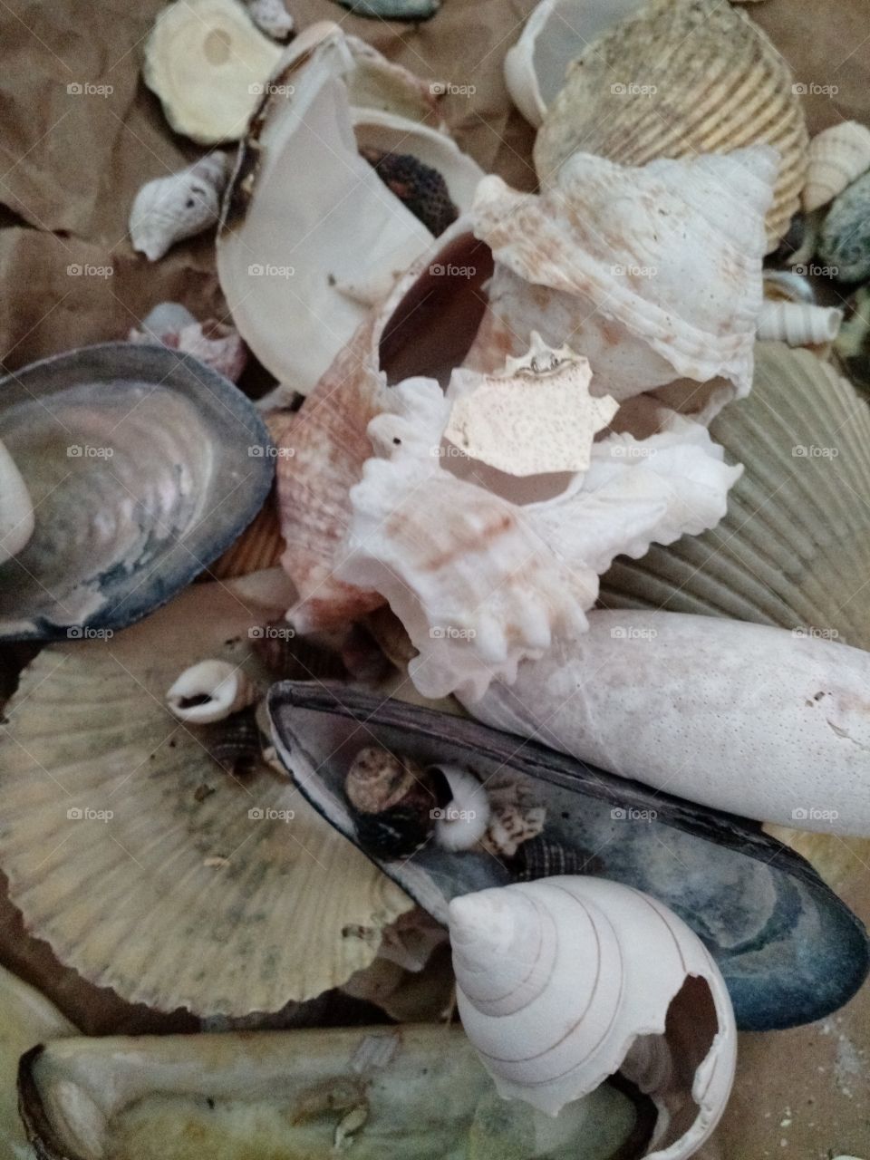 Sea Shells