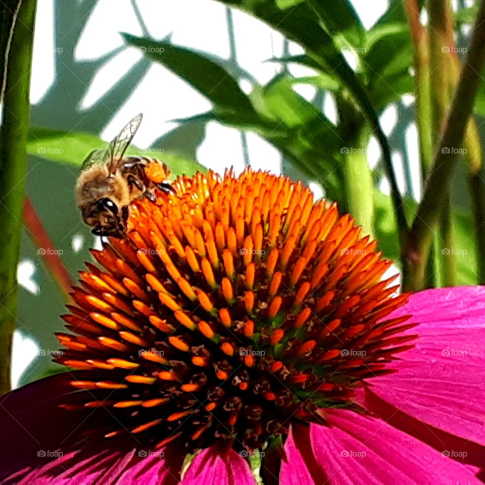 Working bee on a echinacea