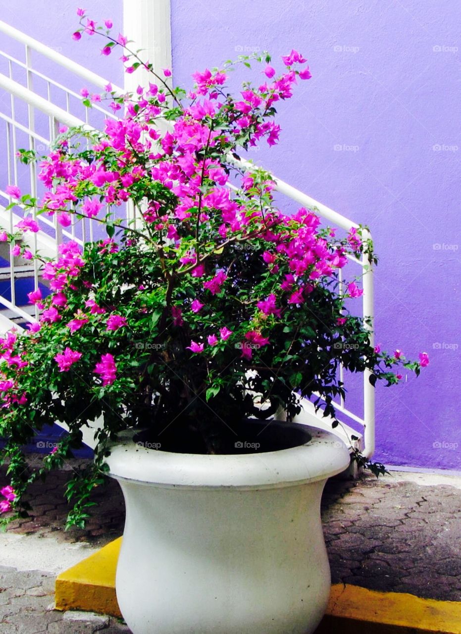 Fuchsia Flowers in Pot Against Purple Wall