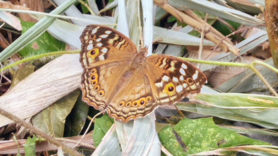 Lemon pansy Butterfly