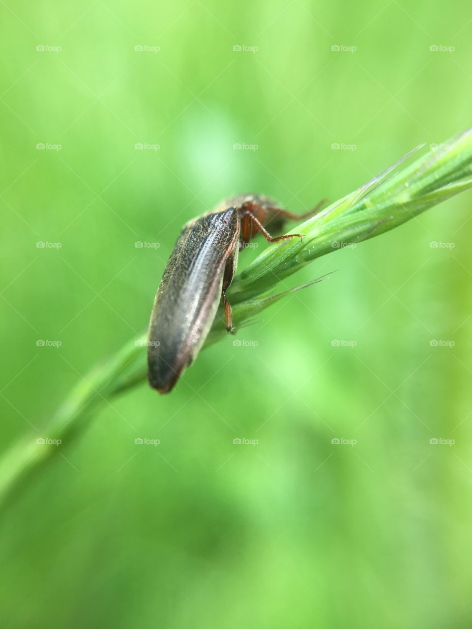 Bug on blade of grass