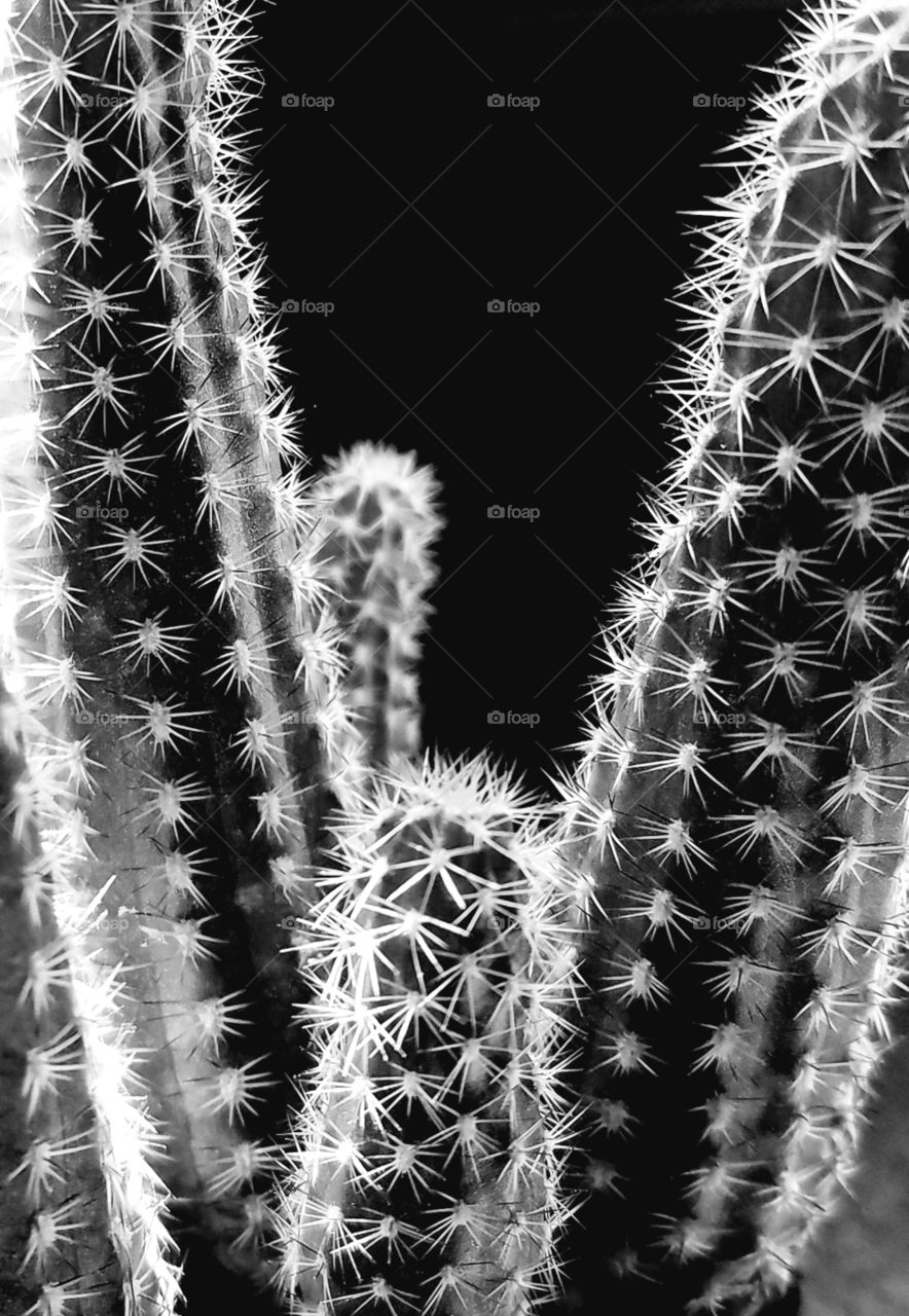 cactus in black and white.