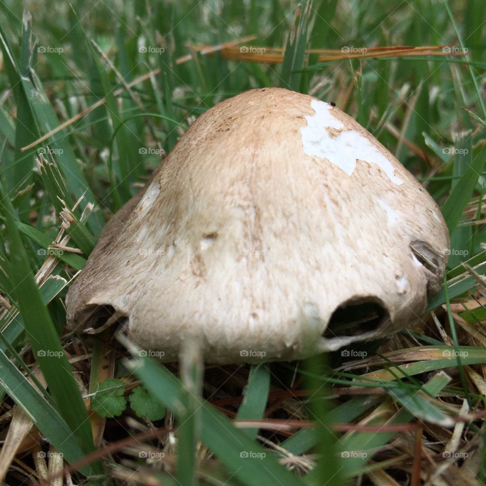 Toadstool Mushroom Cap, Profile View, growing in the lawn. Close up, Macro.