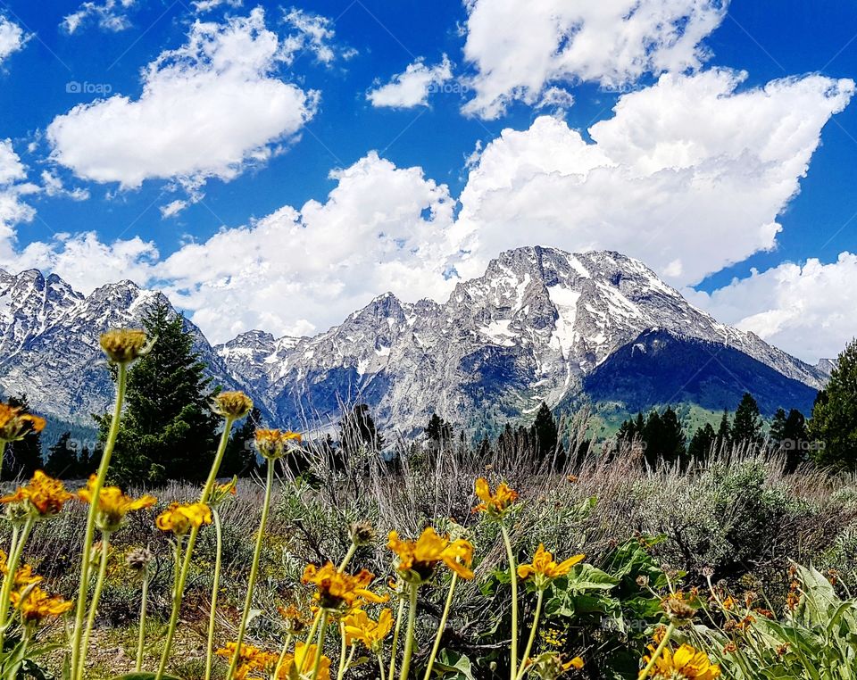 View of the snow-capped Grand Tetons through yellow flowers taken during our tour of the US National Parks
