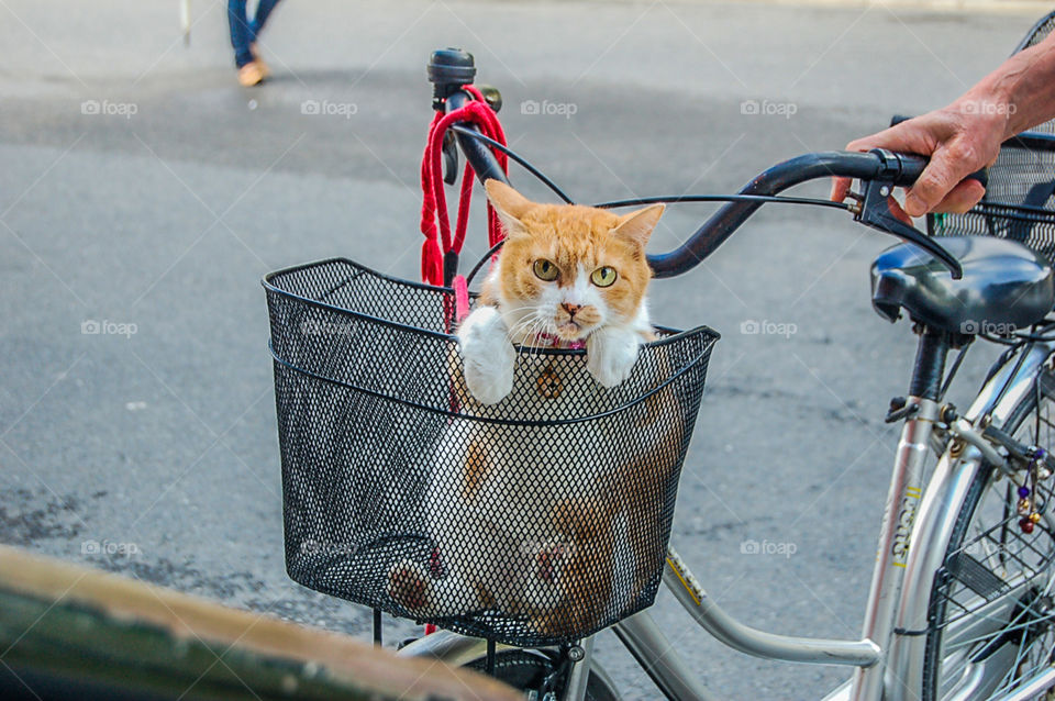 Japanese Cat In Basket