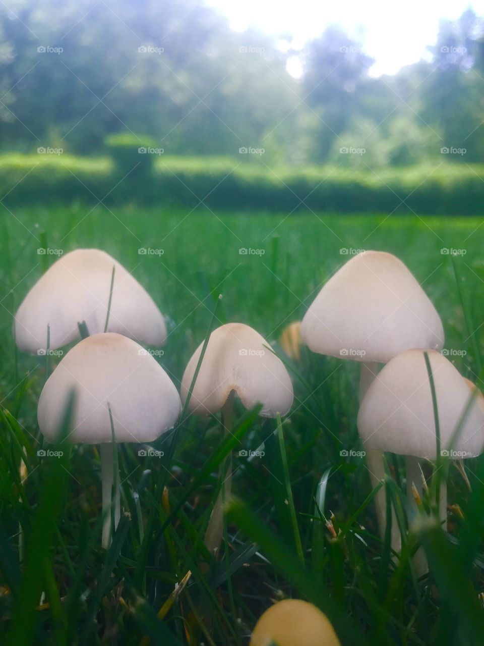 Mushrooms . Outdoors 