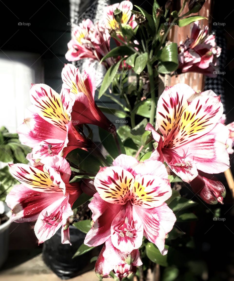 Alstroemeria in spring time