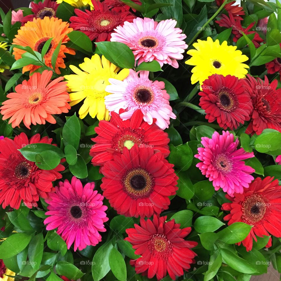 High angle view of multi colored flowers