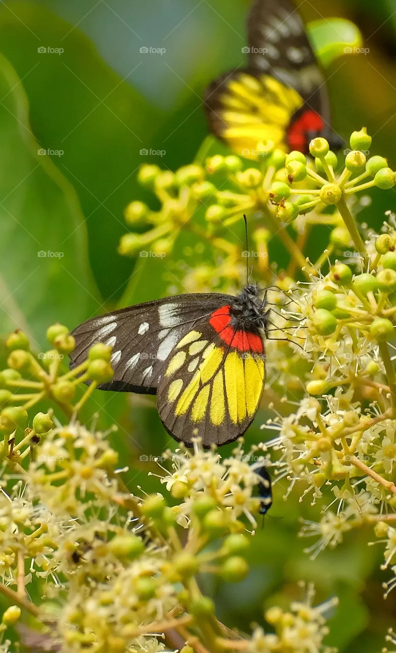 yellow butterflies