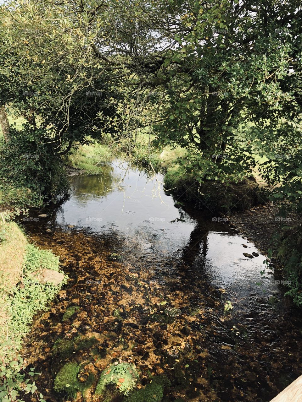 This stream on Dartmoor benefited today from a mass of sunshine, beaming down it, so it shone so lovely and brightly.