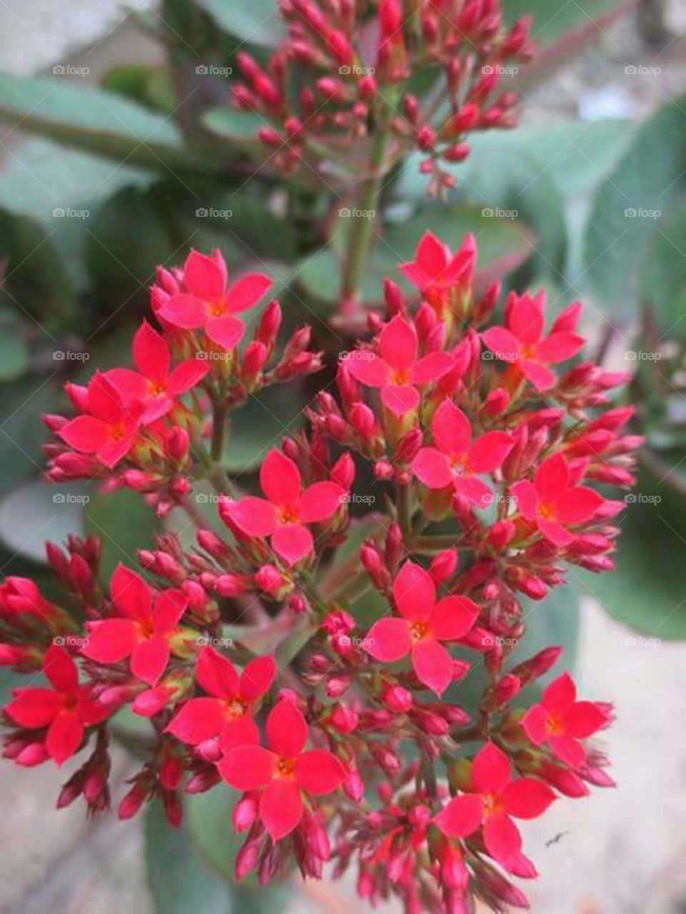 Kalanchoe flowers