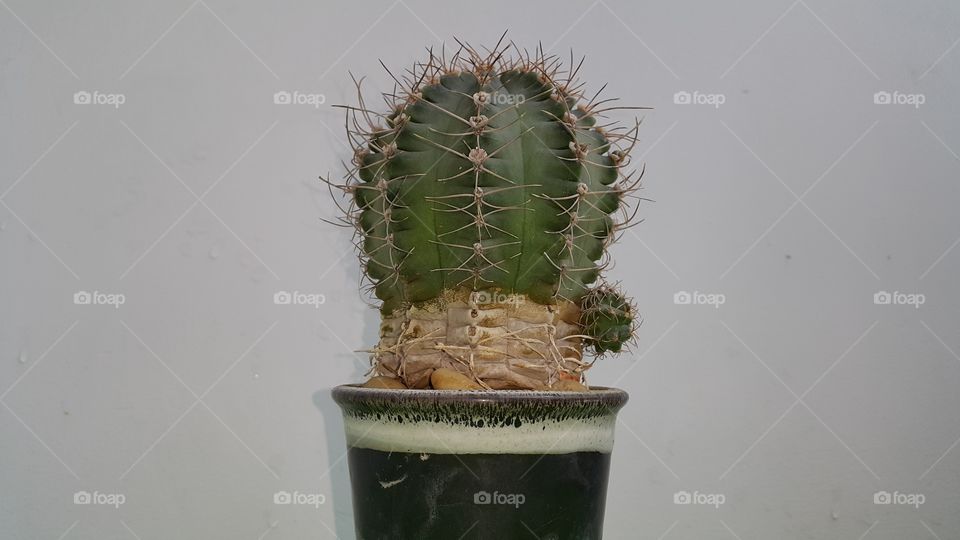 Cactus