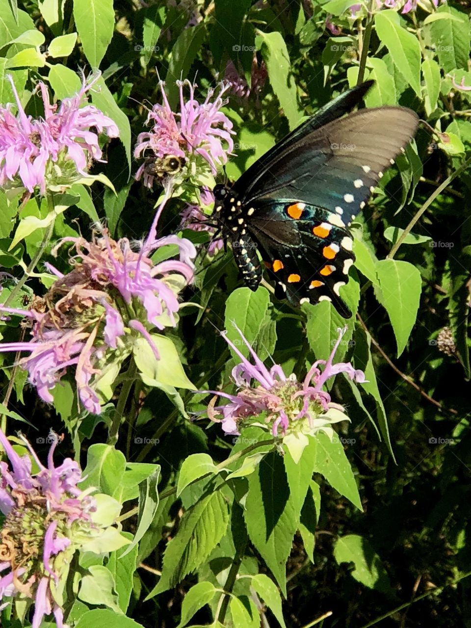 Butterfly on wildflowers 