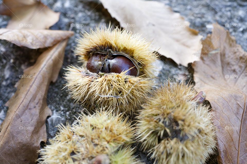 chestnuts protagonists of autumn