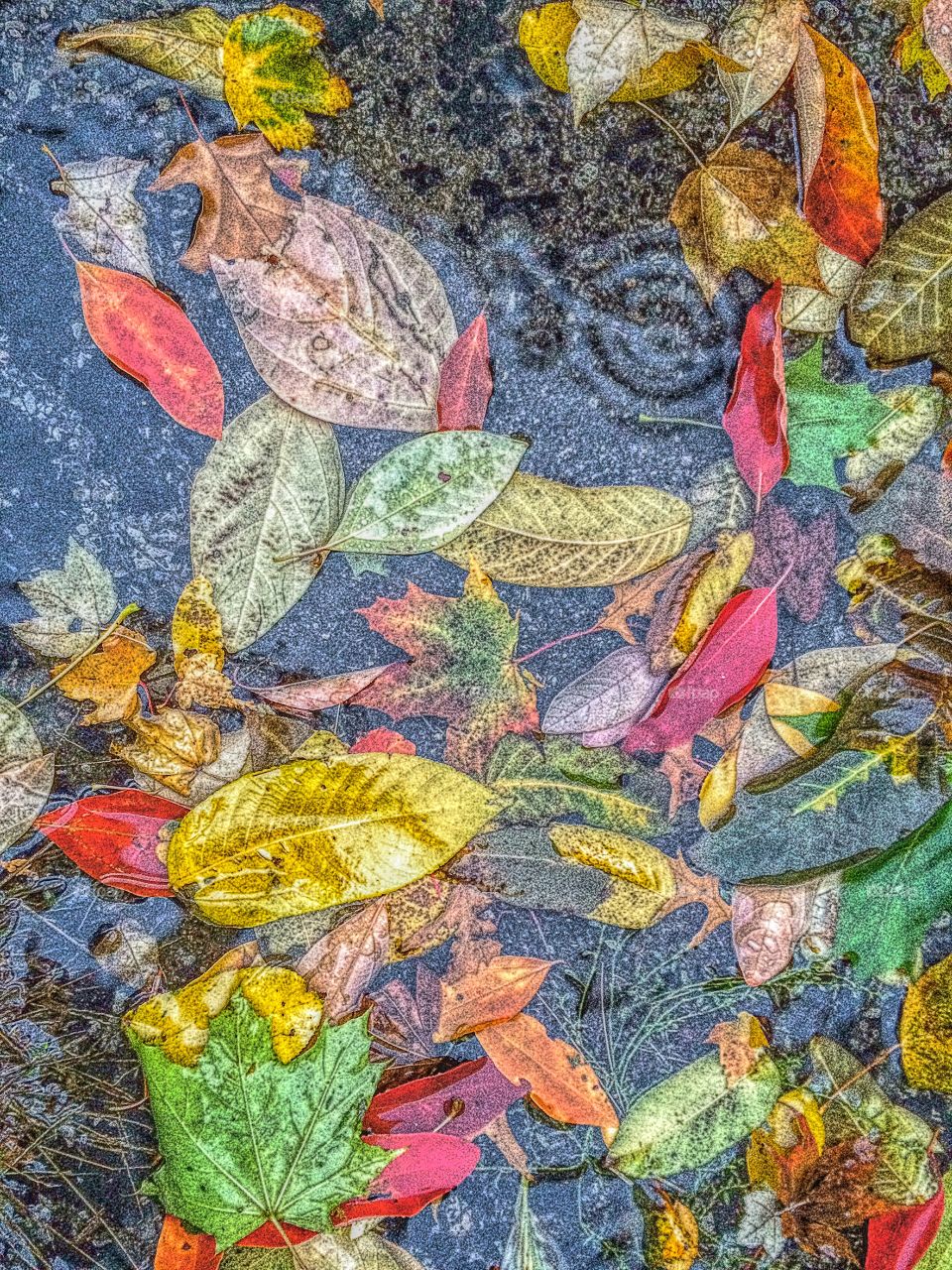 High angle view of dry autumn leaves