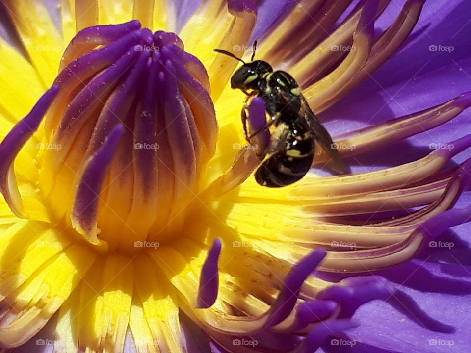 Close up of bee on lotus flower