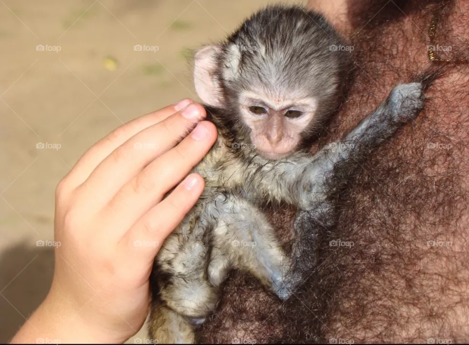 Monkey