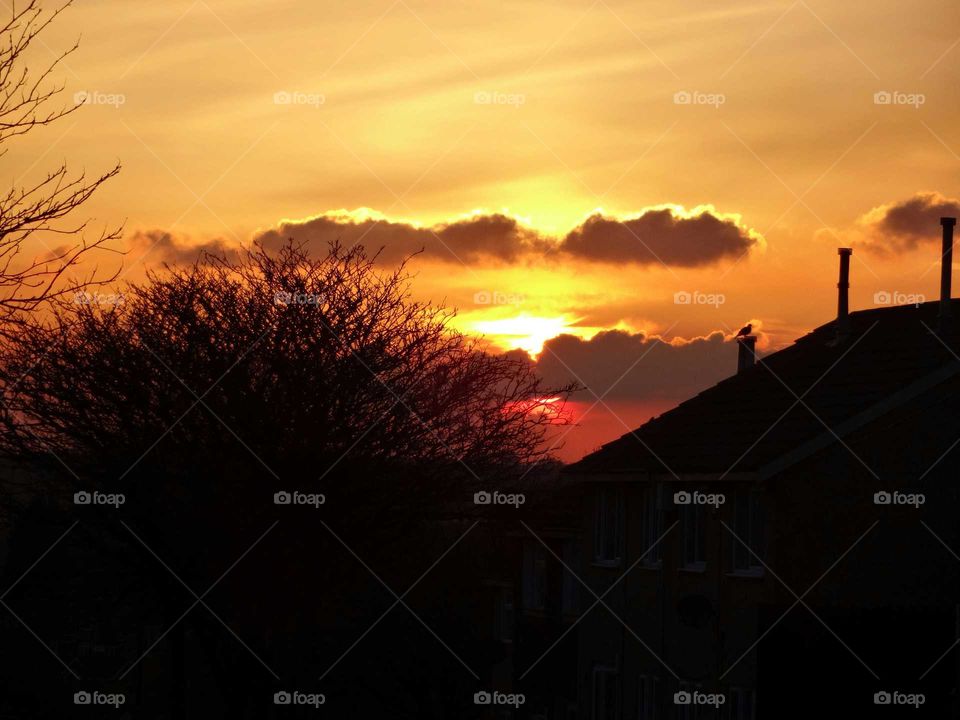 dove on the chimney at sunset