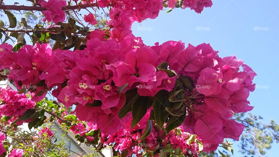 pink flowers🌸🌺🌻🌹🌷🌼💐