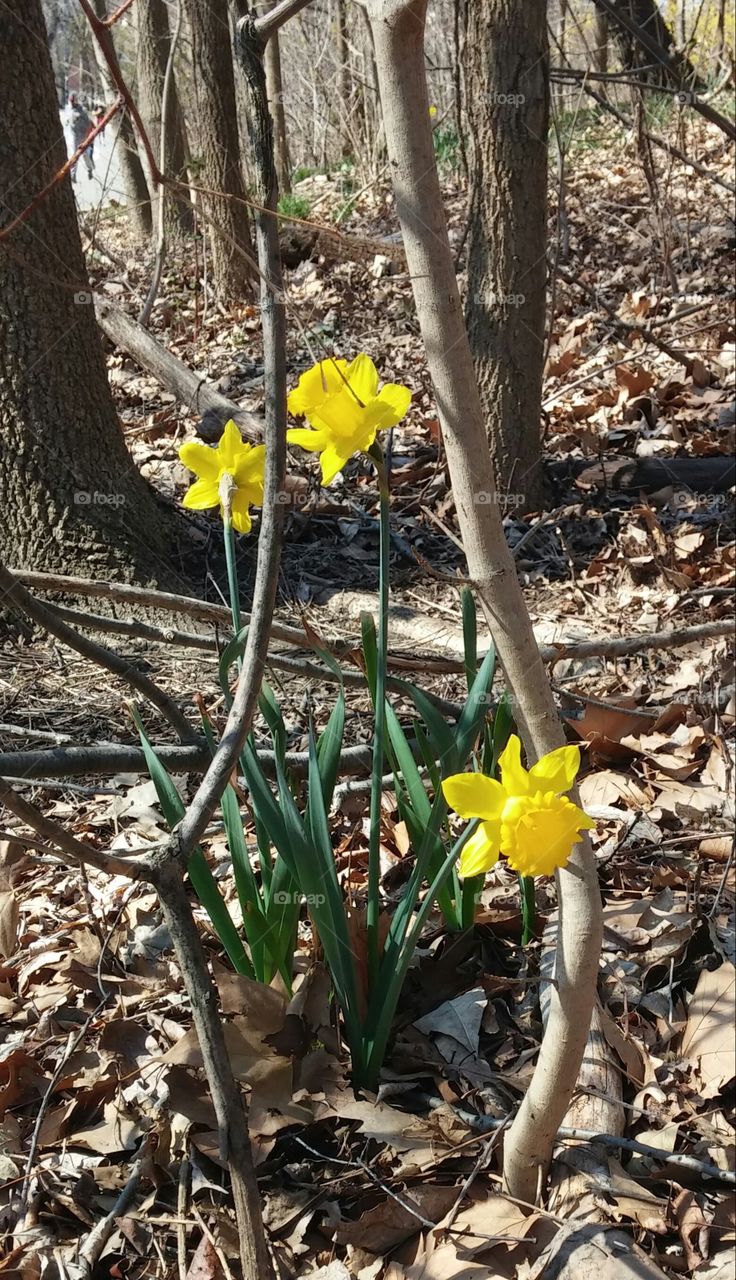 spring daffodils
