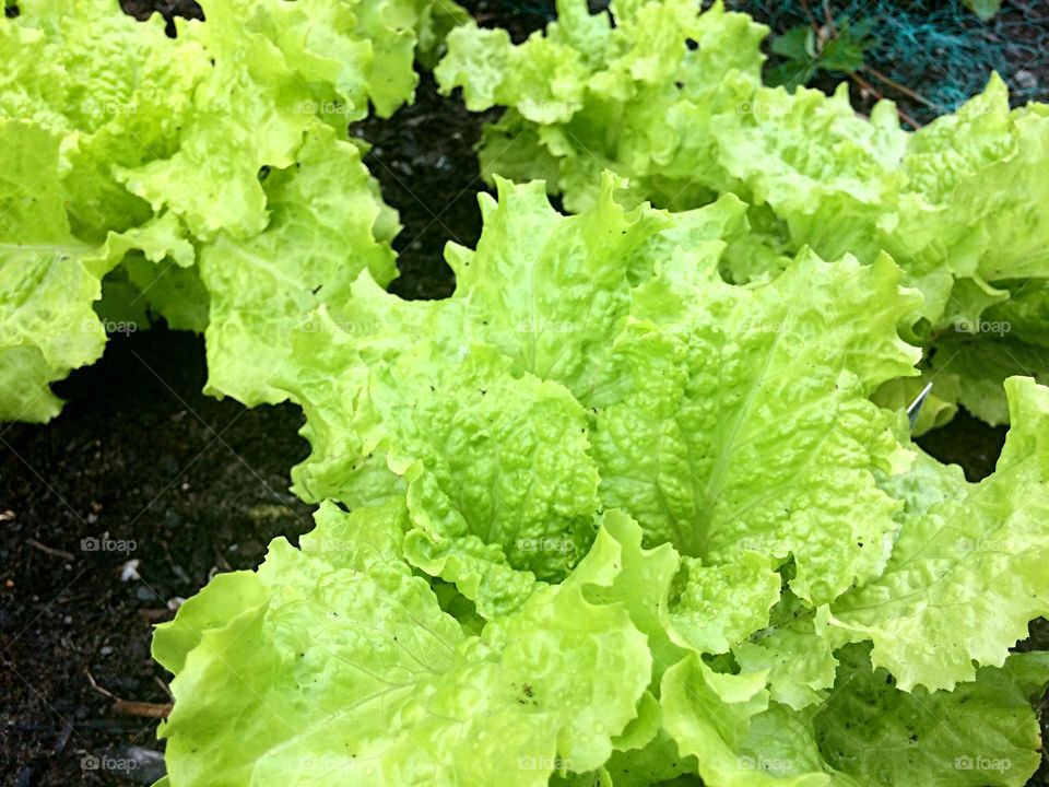 Curly lettuce 
