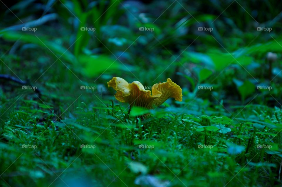 Chanterelles
