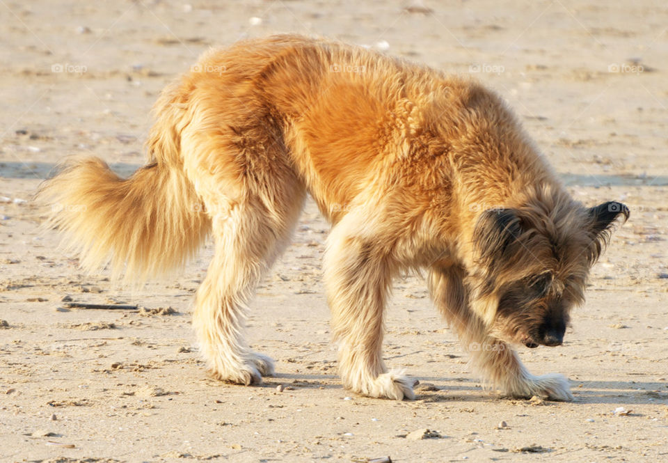 Dog at the beach