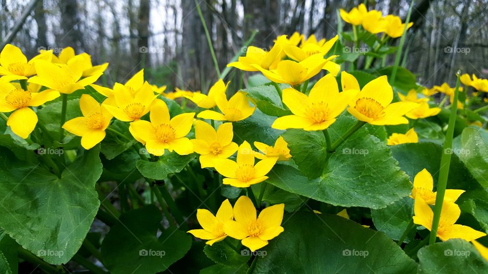 the wetlands are blooming