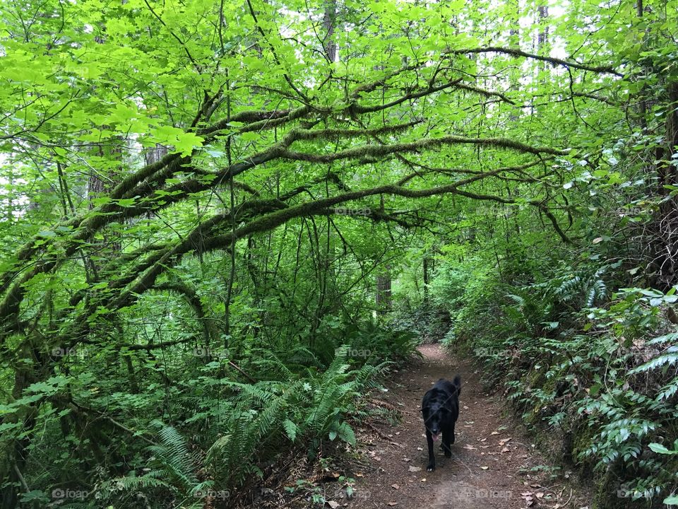 Dog on the hiking trail in the bright green summer forest in the Pacific Northwest. 