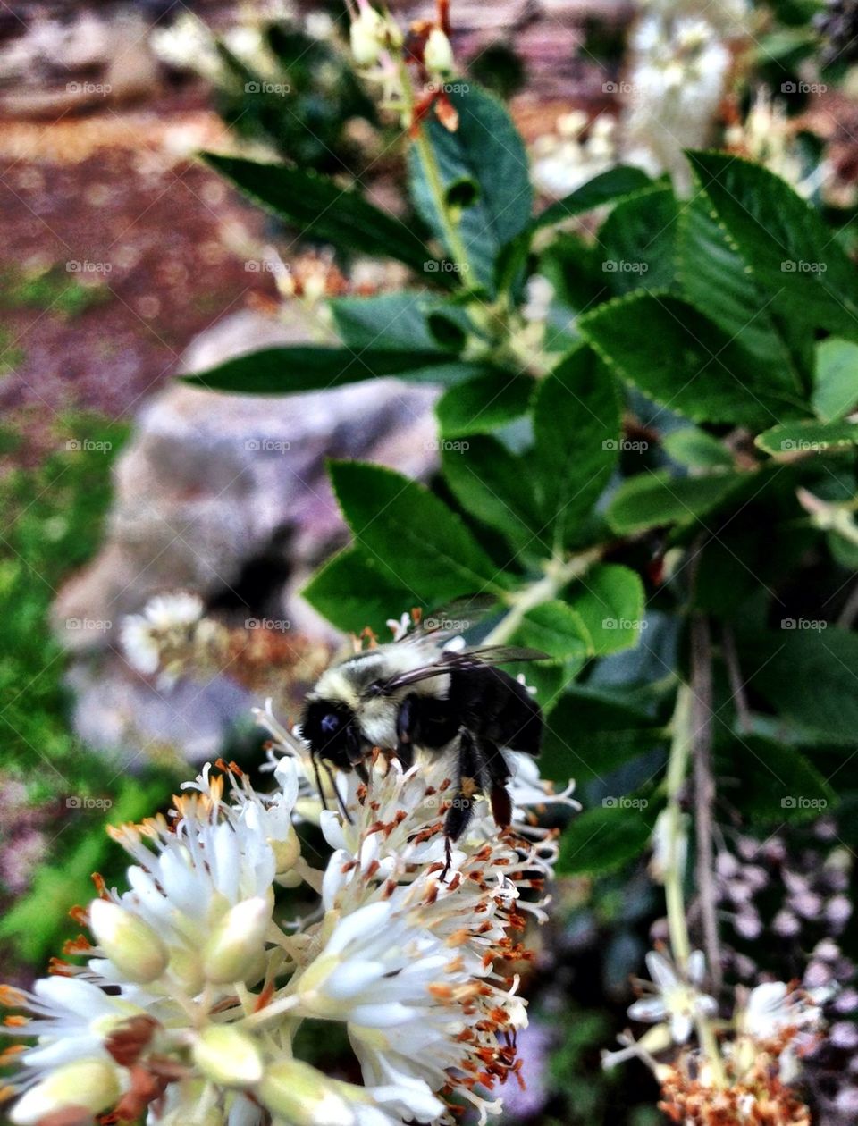 Bee on a flower