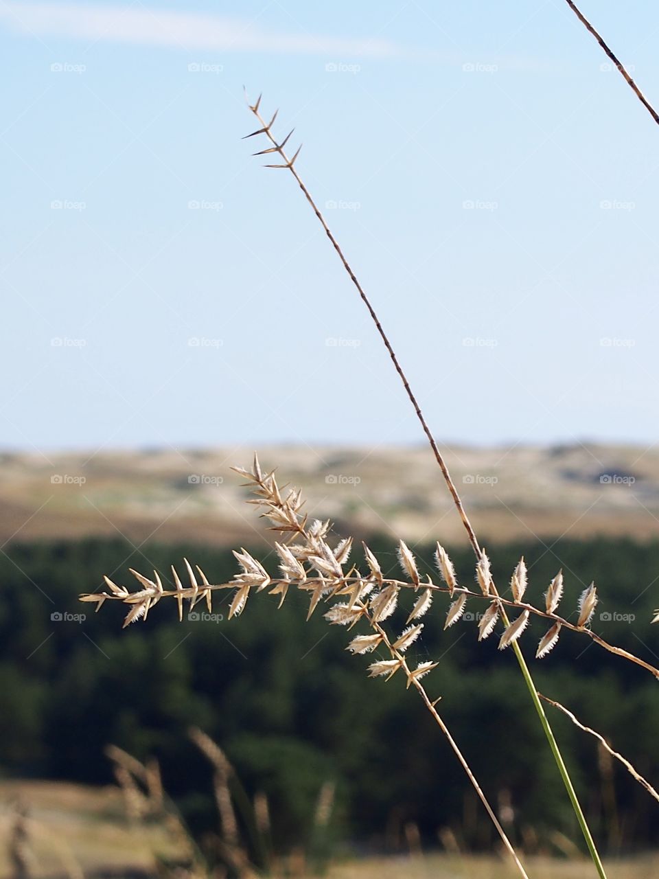Grass in the dunes