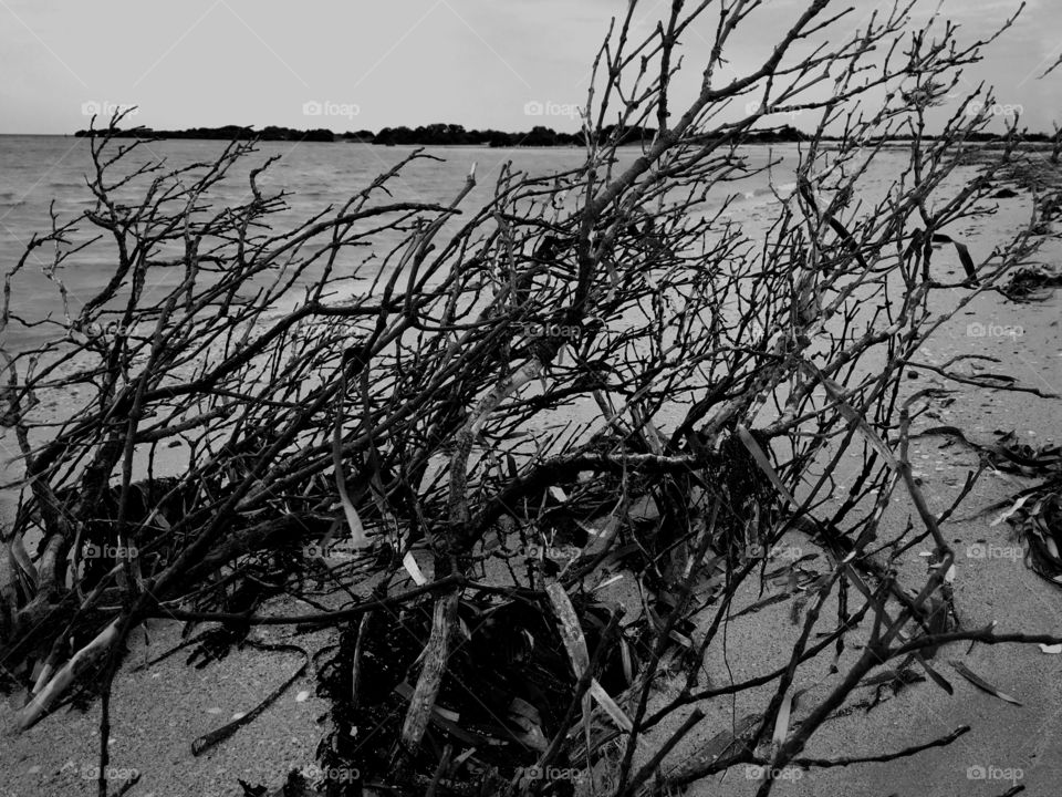 Dead mangrove tangled up in seaweed on seashore black and white