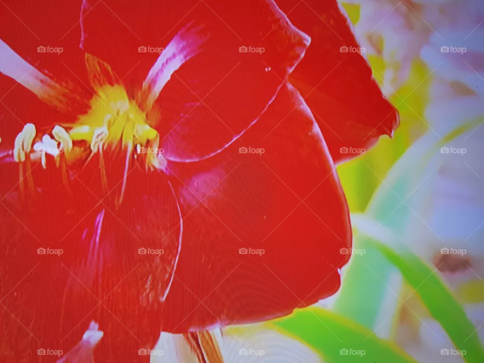 Flor
