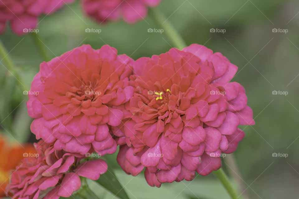 Pink Zinnia Bright colors attract insects.