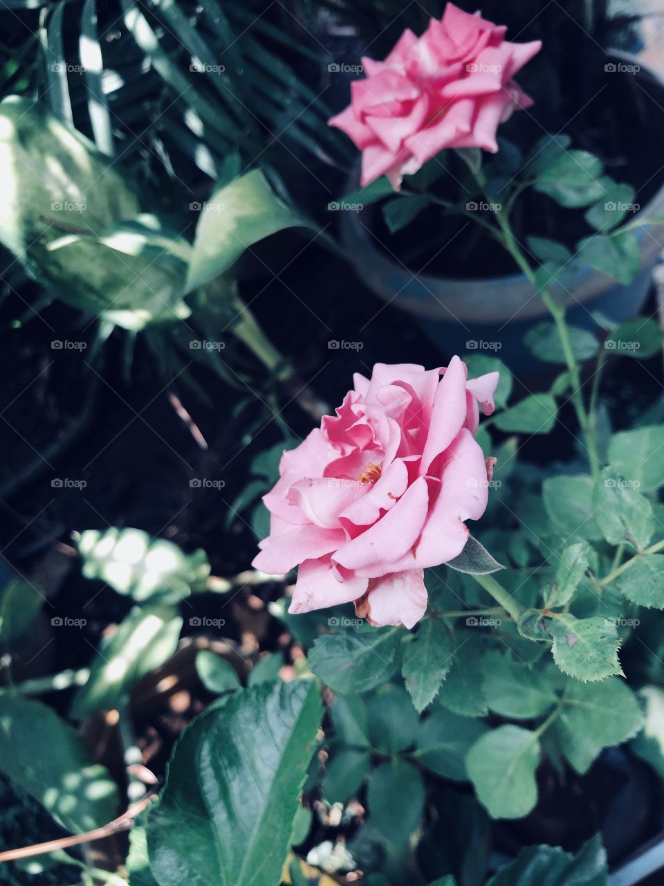 Roses in my garden 