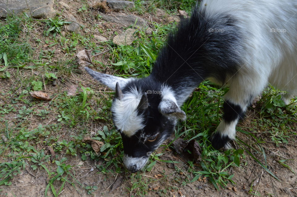 baby goat eating grass