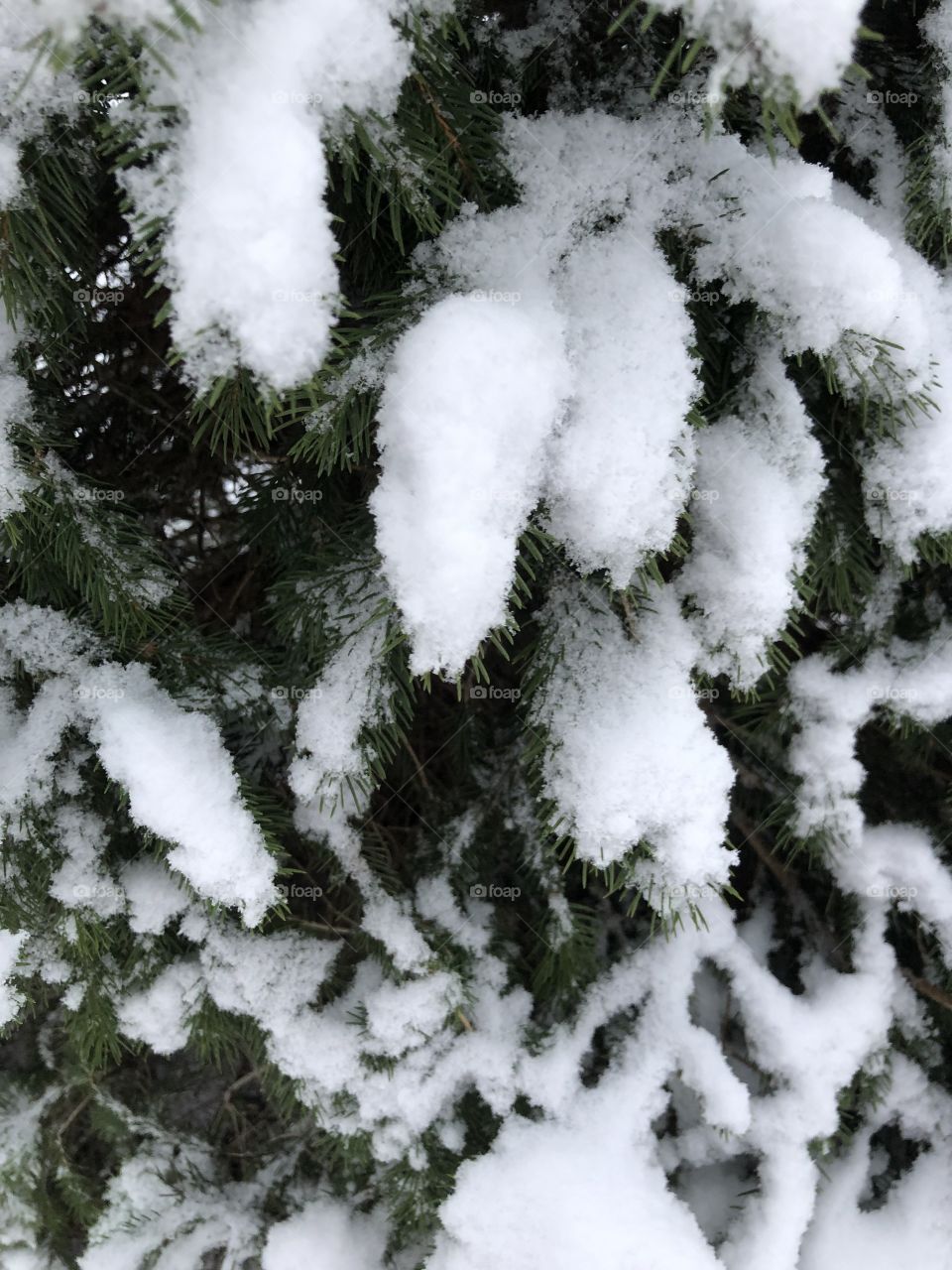 First snow of December on a spruce tree branch 