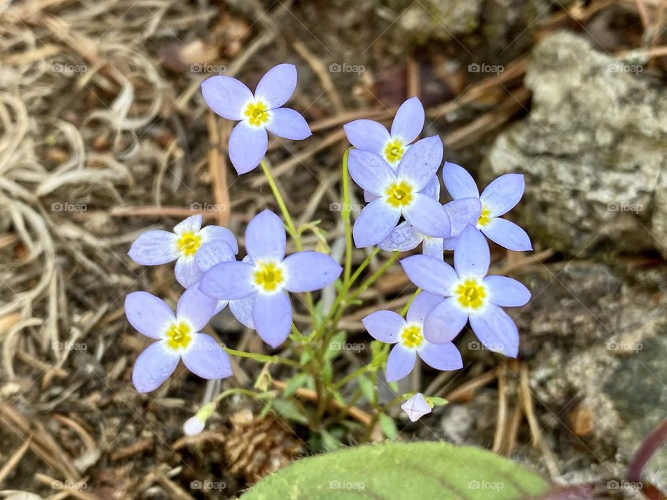 A cluster of tiny bluets
