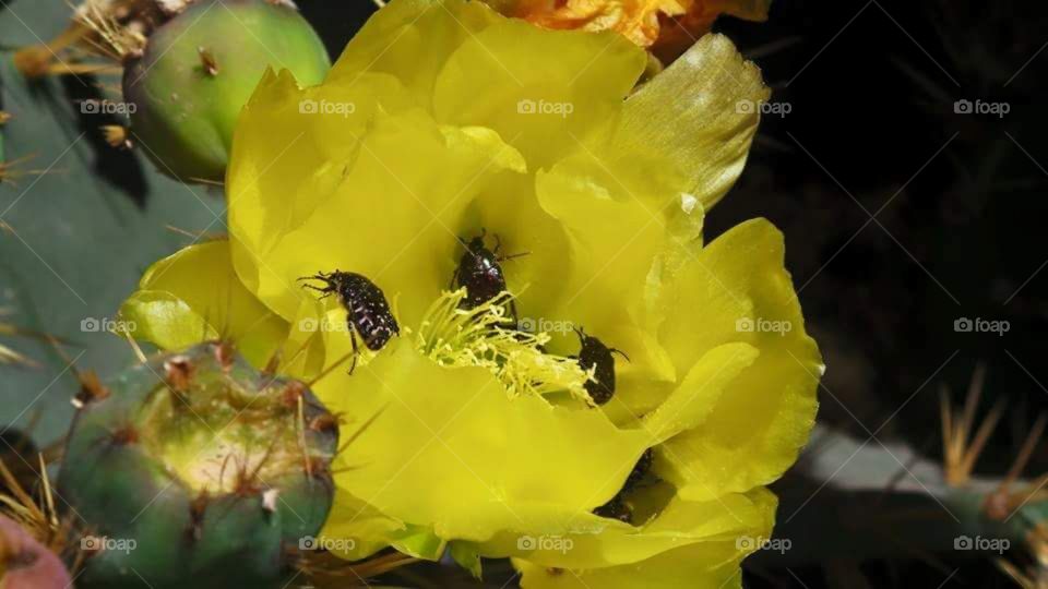 yellow cactus flowers in Spain with large bugs