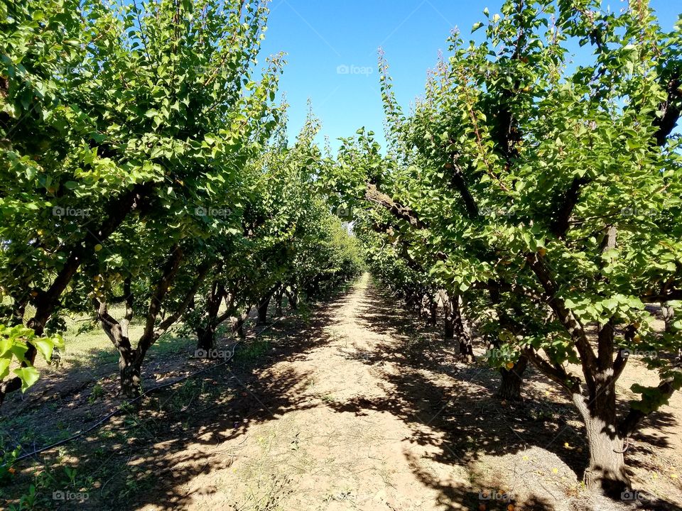 apricot tree farm