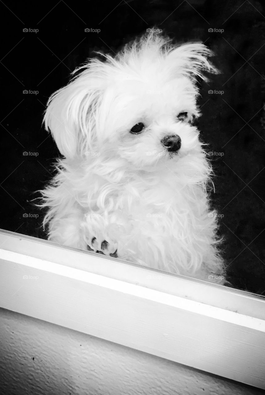 Puppy behind the window 