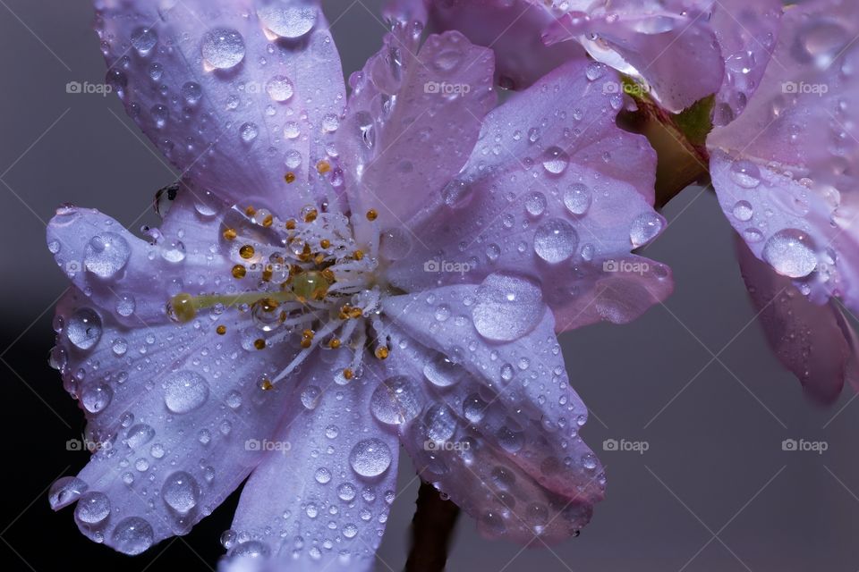 beautiful apple tree blossom with water droplets shimmering on its petals