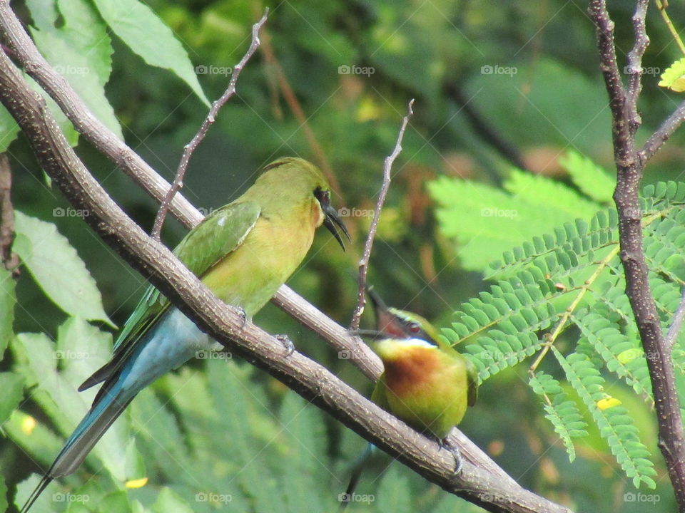 two blue-tailed bee eaters chirping to each other
