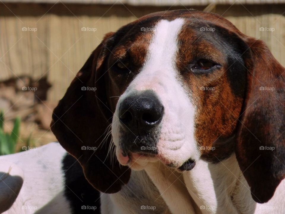 Coonhound Marley 