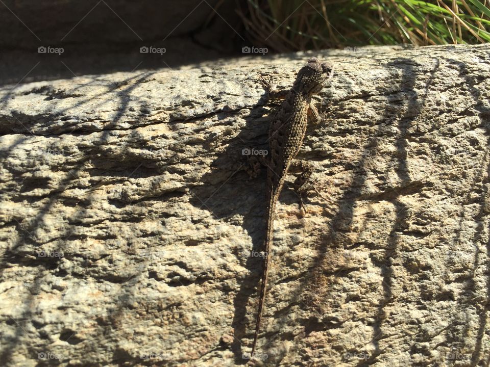 Lizard in Hollywood