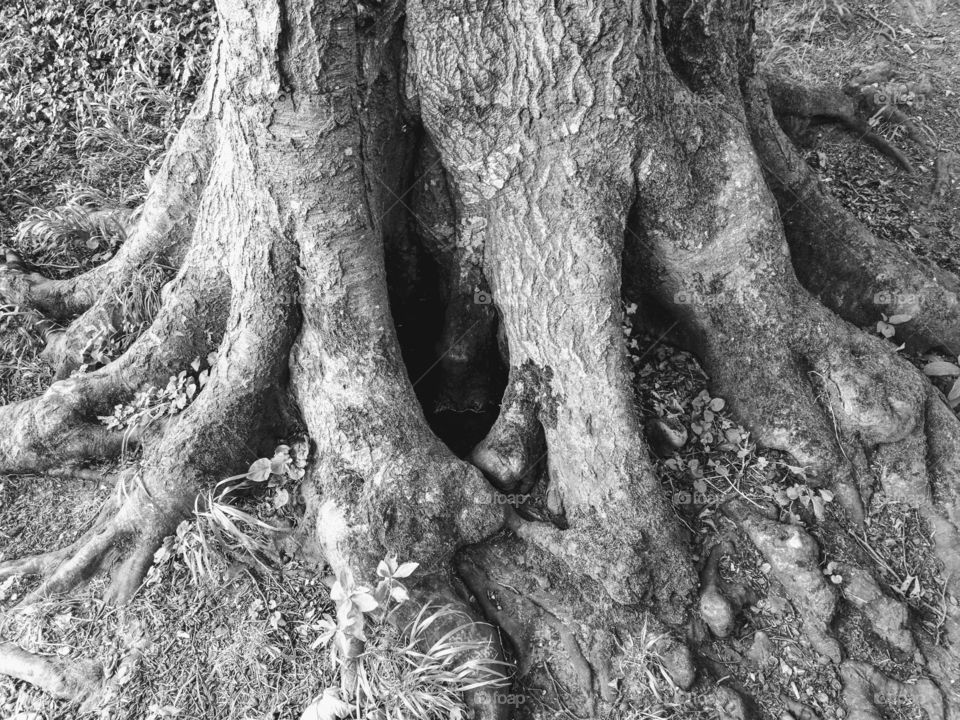 Spreading tree roots