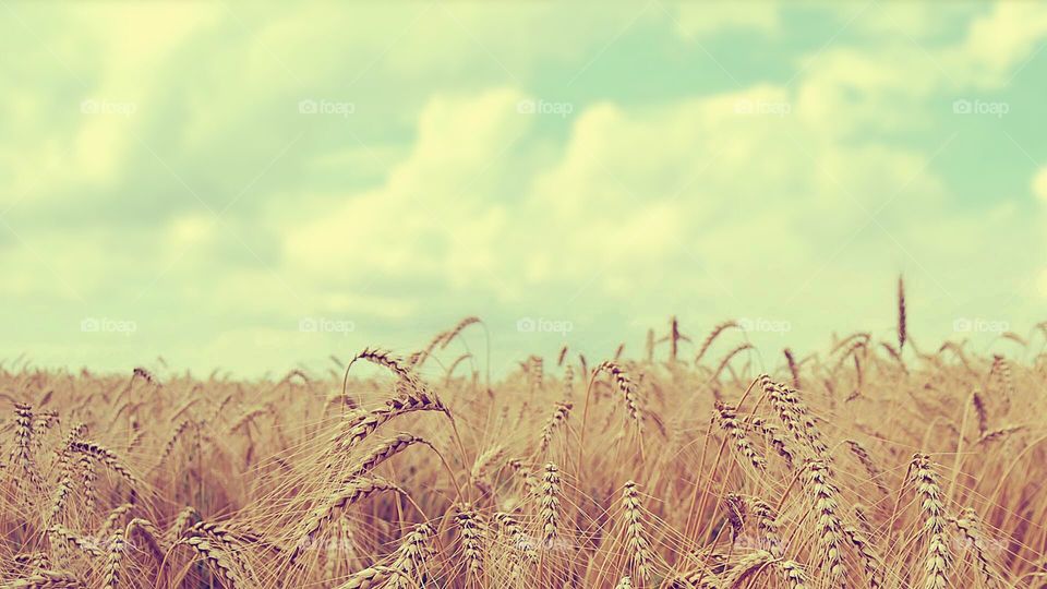 Cereal, Field, Wheat, Straw, Rural