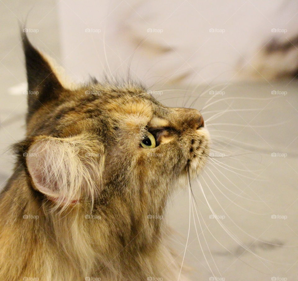 Fluffy Norwegian forest cat