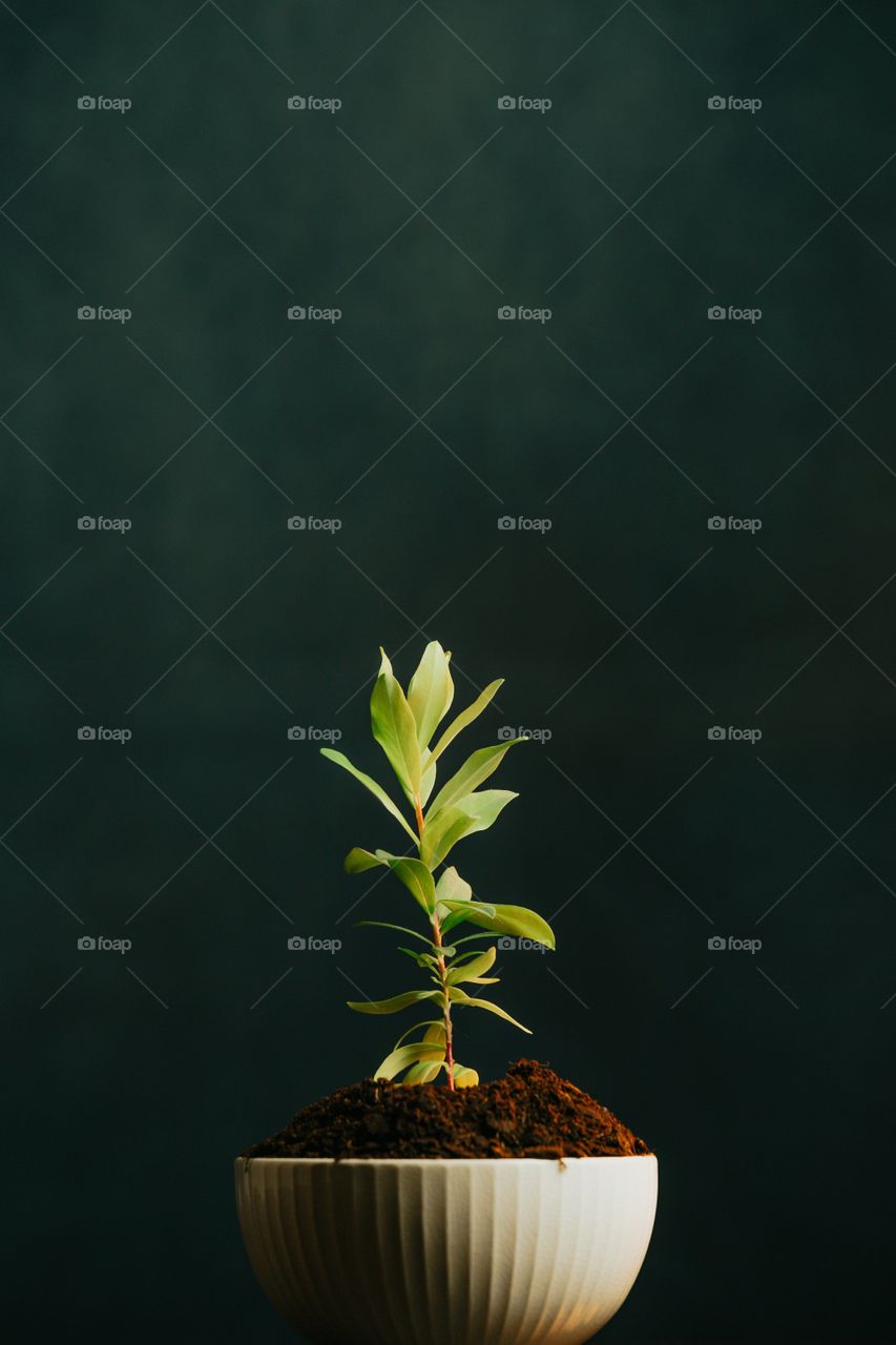 Small Green Plant In A White Bowl